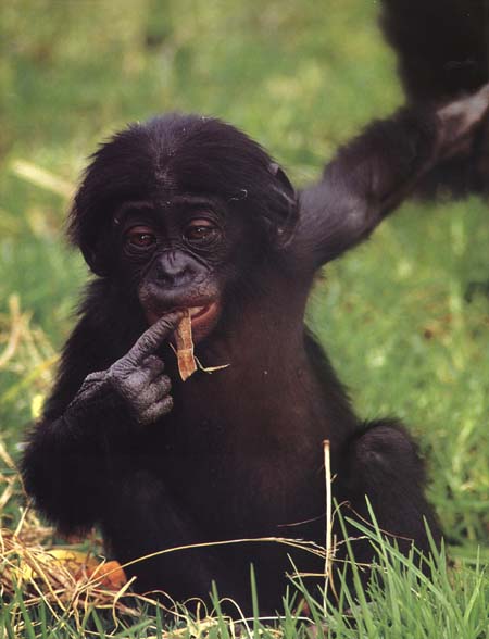 Baby Bonobo picture