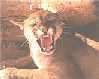 puma.jpg (1918 bytes)